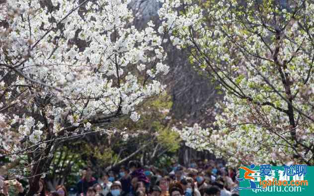 2021年雞鳴寺櫻花最佳觀賞時(shí)間 雞鳴寺櫻花需要預(yù)約門票嗎？