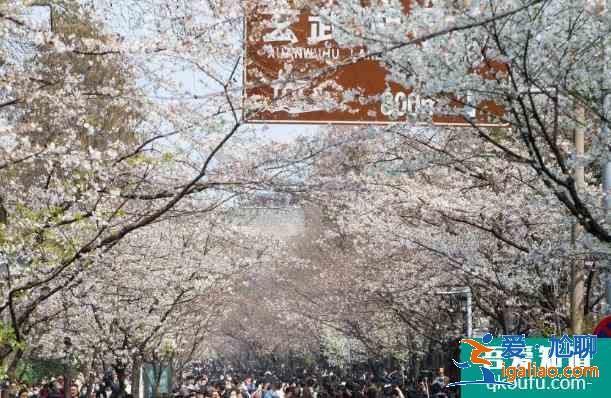 2021年雞鳴寺櫻花最佳觀賞時(shí)間 雞鳴寺櫻花需要預(yù)約門票嗎？