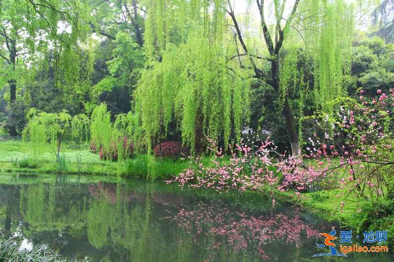 柳浪聞鶯有哪些傳說,柳浪聞鶯有什么故事,柳浪聞鶯的由來是什么? 柳浪聞鶯有哪些傳說,柳浪聞鶯有什么故事,柳浪聞鶯的由來是什么?