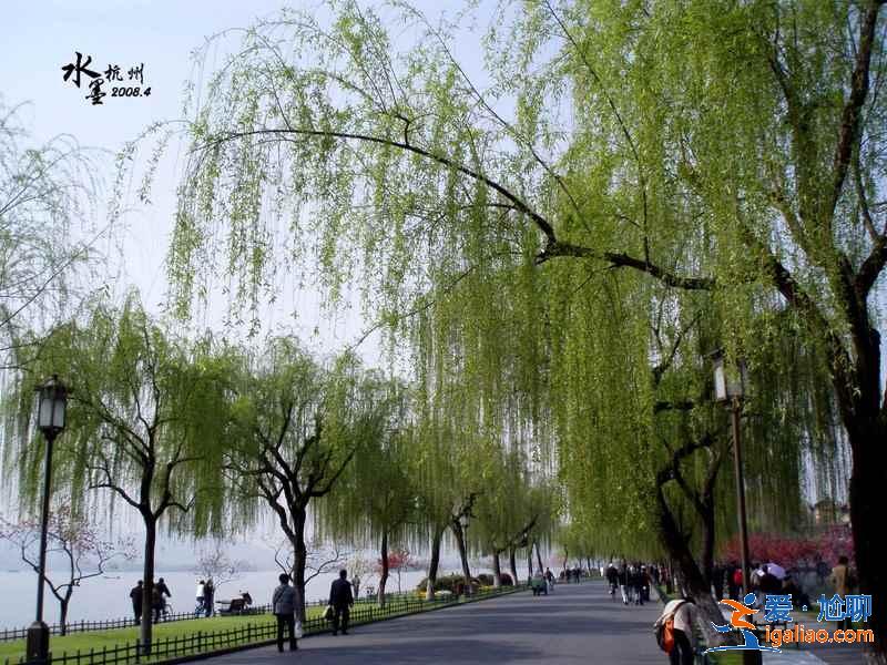 柳浪聞鶯有哪些傳說,柳浪聞鶯有什么故事,柳浪聞鶯的由來是什么? 柳浪聞鶯有哪些傳說,柳浪聞鶯有什么故事,柳浪聞鶯的由來是什么?