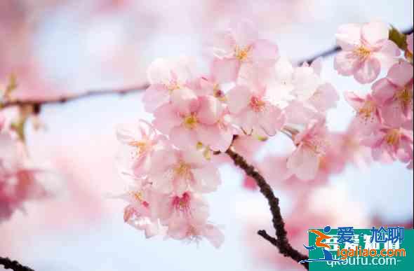 2021天津運河桃花節(jié)時間及活動詳情 天津賞花的地方有哪些？