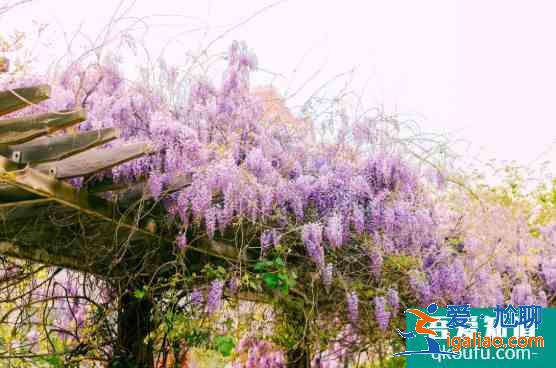 2021天津運河桃花節(jié)時間及活動詳情 天津賞花的地方有哪些？