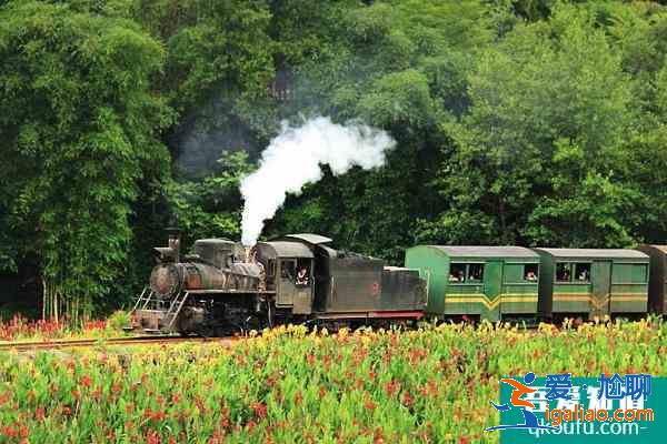 樂山油菜花小火車賞花路線 2021樂山油菜花小火車多少錢？