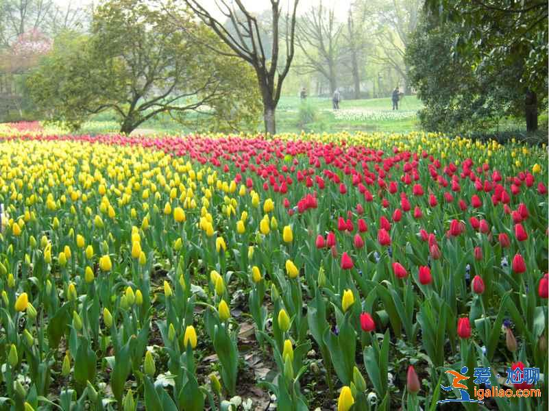 太子灣公園幾月份去好？太子灣公園最佳旅游時間是什么時候？？