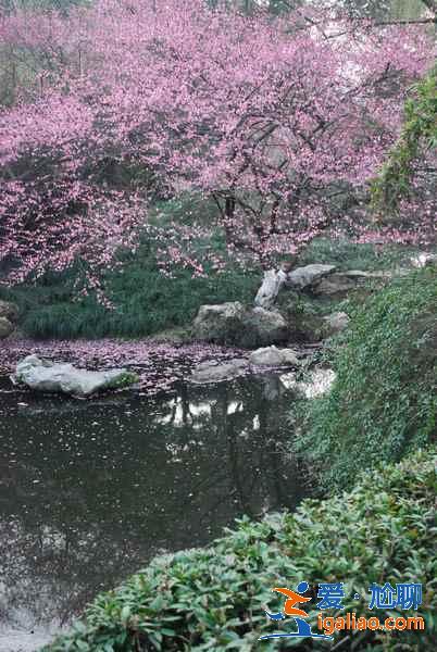 太子灣公園幾月份去好？太子灣公園最佳旅游時間是什么時候？？