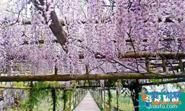 上海紫藤園綜合體什么時(shí)候開(kāi)放 中國(guó)最大紫藤主題園？