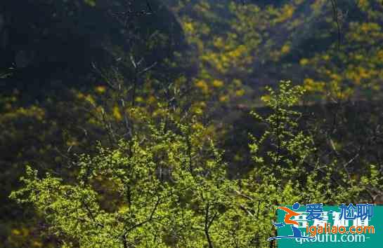 2021焦作云臺山門票多少錢 云臺山現(xiàn)在門票價格是多少？