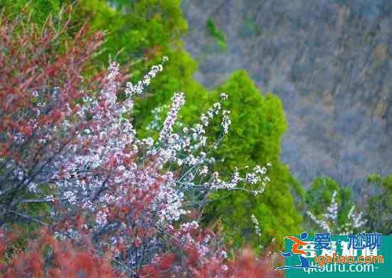 2021焦作云臺山門票多少錢 云臺山現(xiàn)在門票價格是多少？