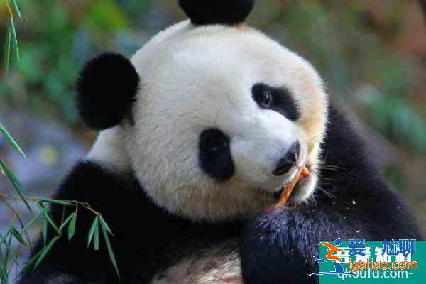 2021紅山森林動物園營業(yè)時間 紅山森林動物園門票多少？