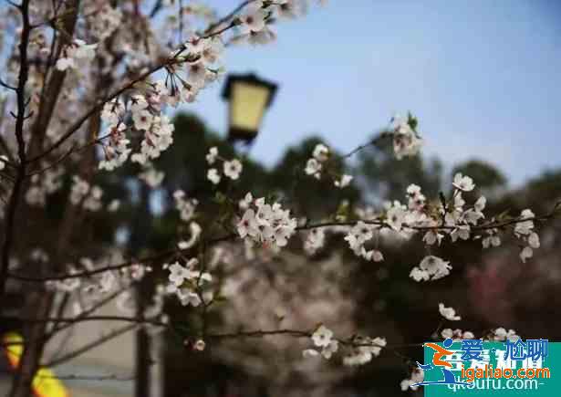 2021合肥春季賞花地圖 合肥賞花的景點介紹？
