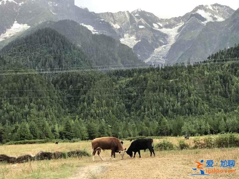 【林芝旅游】林芝12個(gè)月景色看點(diǎn)？