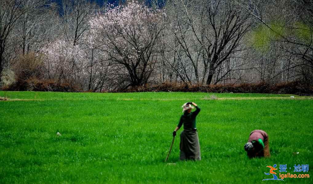 【林芝旅游】林芝12個(gè)月景色看點(diǎn)？