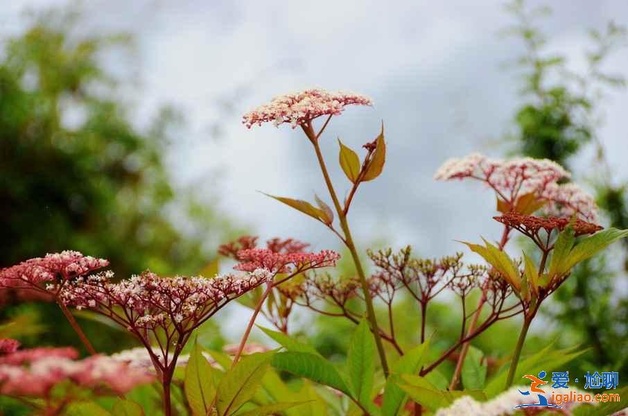 【林芝旅游】林芝12個(gè)月景色看點(diǎn)？