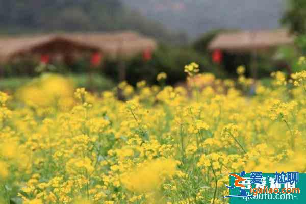 2021廣州從化去哪里看油菜花？