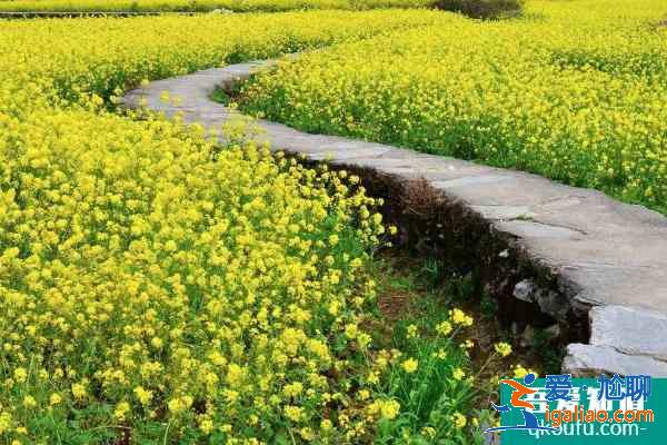 2021廣東油菜花旅游景點 廣東哪里看油菜花海？
