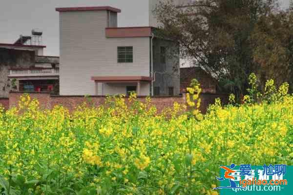 2021廣東油菜花旅游景點 廣東哪里看油菜花海？