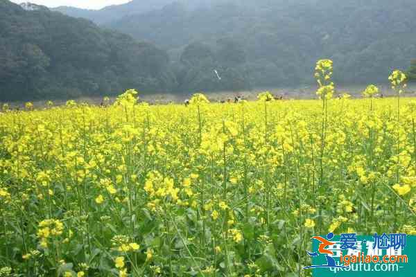 2021廣州從化去哪里看油菜花？