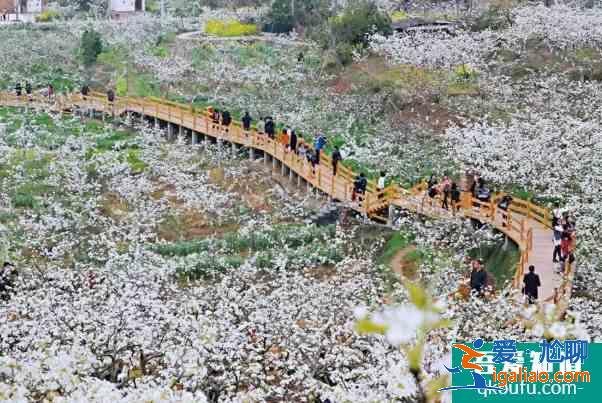 成都梨花什么時候開花 彭州熙玉村梨花觀賞指南？