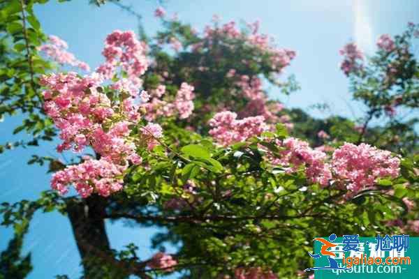 2021青島嶗山櫻花什么時候開花 及交通指南？