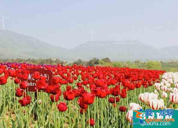 嘉興南湖郁金香花園最佳觀賞期？