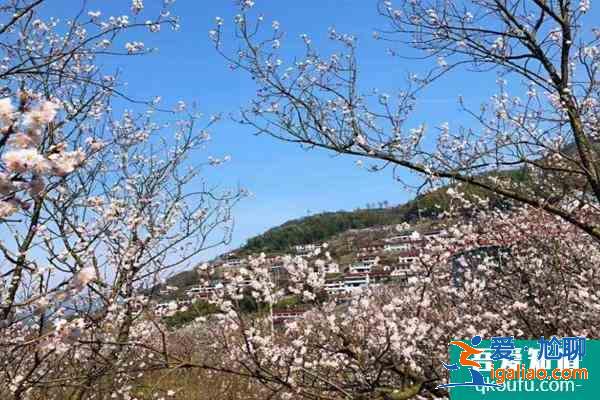 2021青島嶗山櫻花什么時候開花 及交通指南？