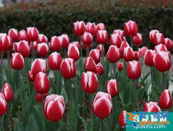嘉興南湖郁金香花園最佳觀賞期？