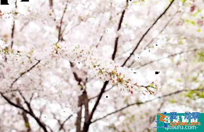 無(wú)錫陽(yáng)山桃花節(jié)2021時(shí)間及運(yùn)營(yíng)專(zhuān)線 無(wú)錫賞花景點(diǎn)介紹？
