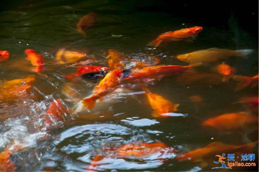 太子灣公園附近有什么景點(diǎn)？太子灣公園附近有什么好玩的？太子灣公園周邊有什么景點(diǎn)？？