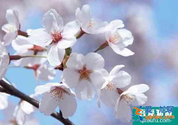 中國(guó)游客為何喜歡看櫻花？