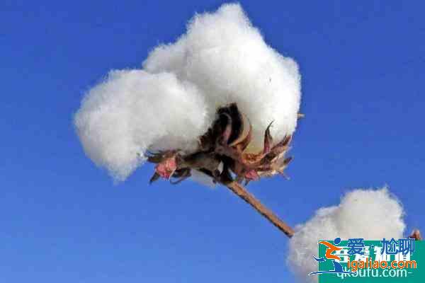 新疆棉花主要產(chǎn)地是什么地方？