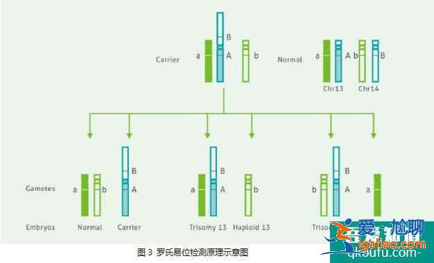 羅氏易位攜帶者PGD檢測？