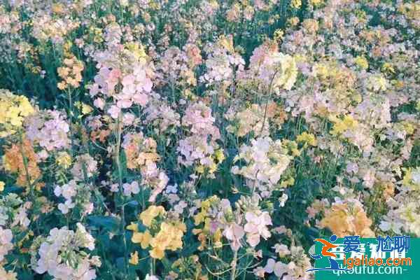2021上海崇明花展有哪些 上海崇明周末打卡好去處？