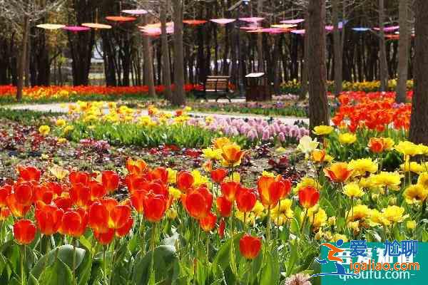 2021上海崇明花展有哪些 上海崇明周末打卡好去處？