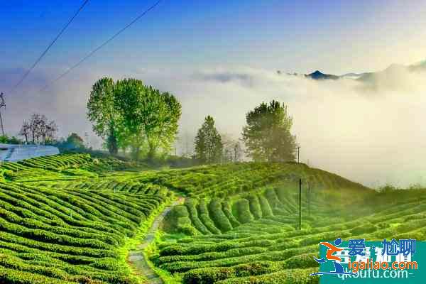 茶園有什么耍的地方 十堰有什么好玩的景點(diǎn)茶園？