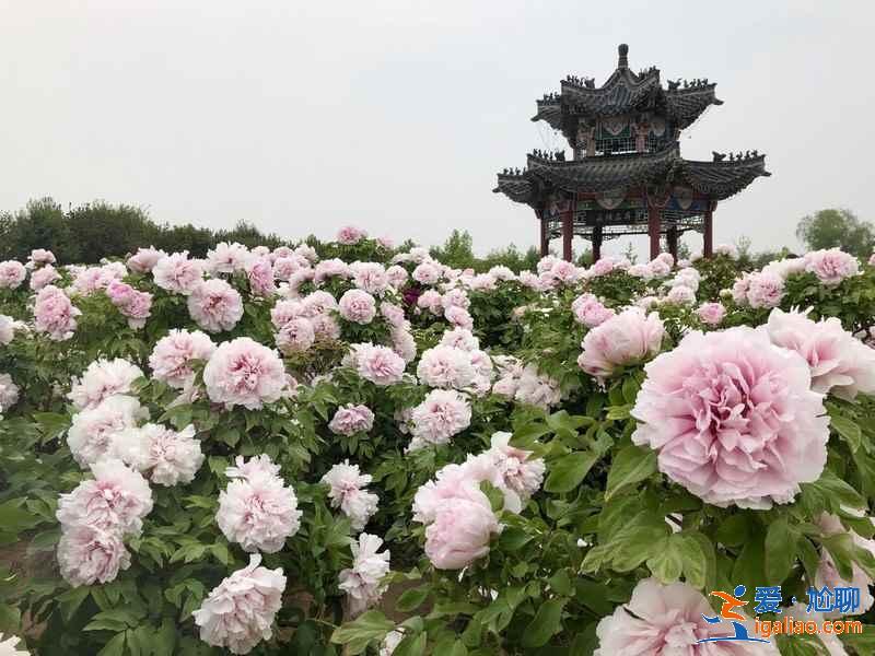 【菏澤有什么玩的】菏澤有什么旅游景點(diǎn)，菏澤有什么好玩的地方？