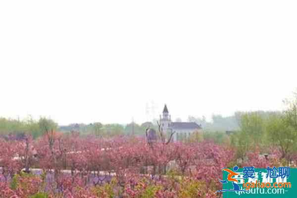 2021北京藍(lán)調(diào)莊園櫻花花海旅游季活動攻略？