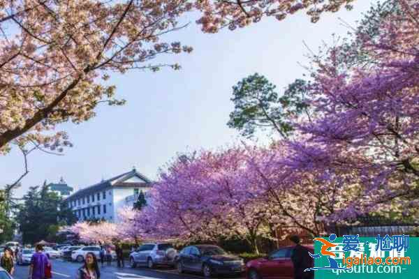 2021宜興賞櫻花的地方有哪些 賞櫻打卡地推薦？