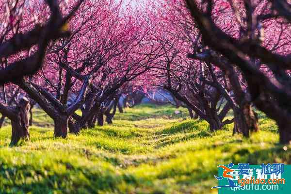 無錫看梅花的地方 無錫賞梅哪里最好？
