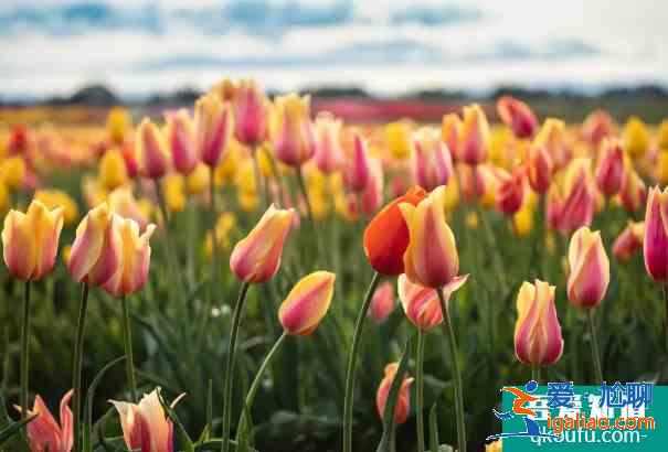2021泰州秋雪湖郁金香花展時(shí)間及活動(dòng)詳情？