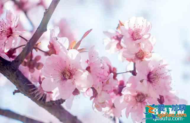 常州牡丹花展在哪 2021年常州花展時間表？