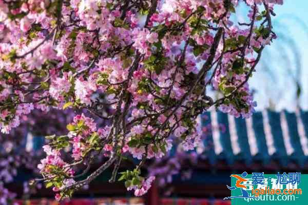 2021濟南大明湖海棠花開了嗎？