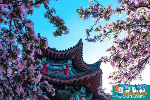 2021濟南大明湖海棠花開了嗎？