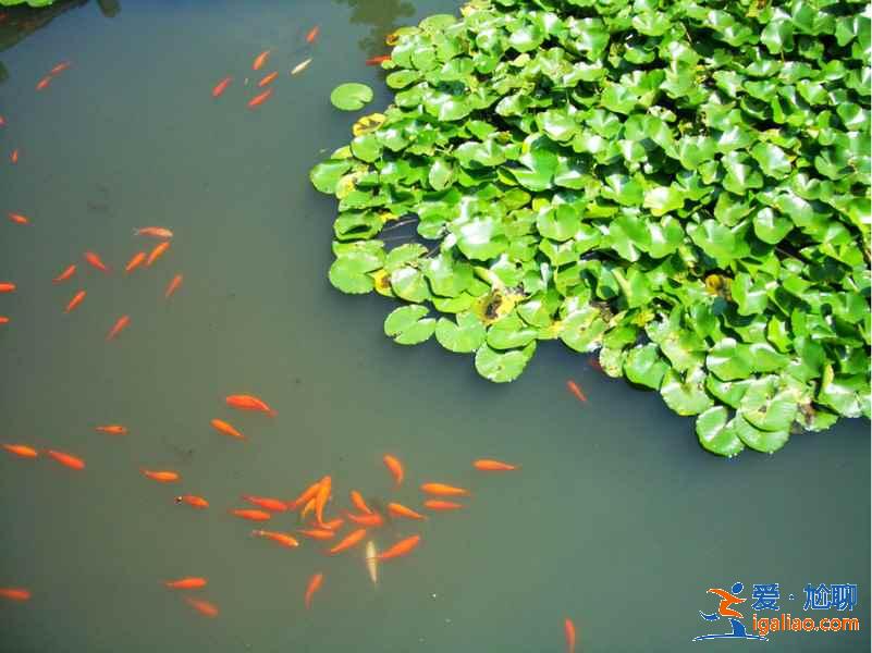 蘇堤春曉距離哪個(gè)景點(diǎn)最近，西湖哪些景點(diǎn)在蘇堤春曉附近？