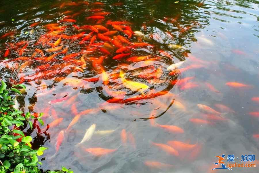 楊公堤上有什么景點(diǎn)?楊公堤附近景點(diǎn)有什么?? 楊公堤上有什么景點(diǎn)?楊公堤附近景點(diǎn)有什么??