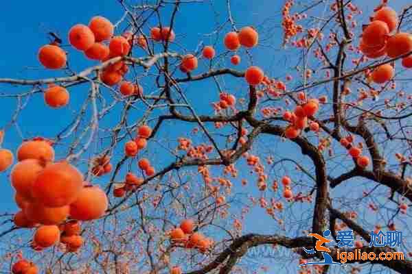 西寧助孕中心,全程育兒指導(dǎo)？