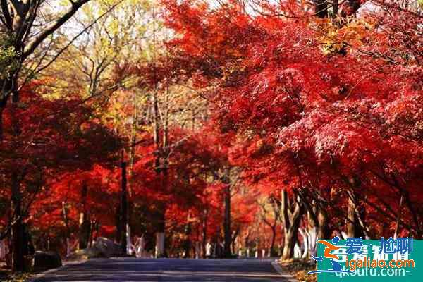 2022南京年卡如何辦理 南京年卡使用說明？