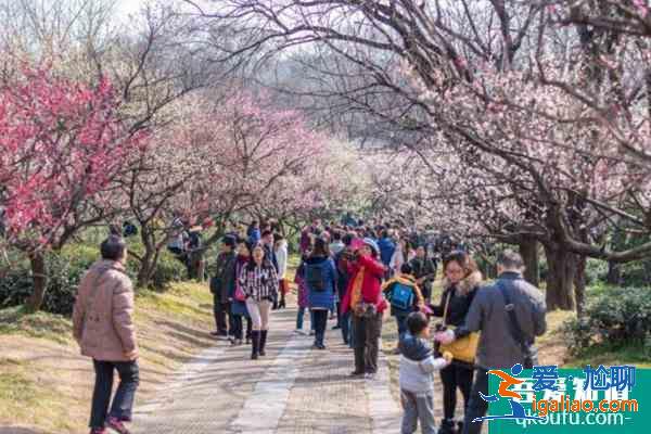 2022南京梅花山梅花最佳觀賞時(shí)間？