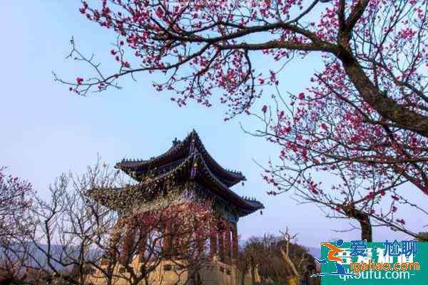2022南京梅花山梅花最佳觀賞時(shí)間？
