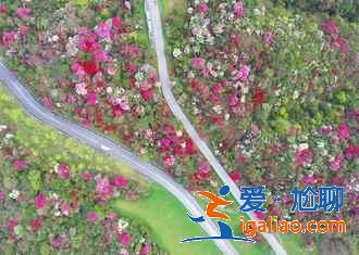 百里杜鵑景區(qū)怎么去，畢節(jié)百里杜鵑景區(qū)包車、自駕、公交推薦？