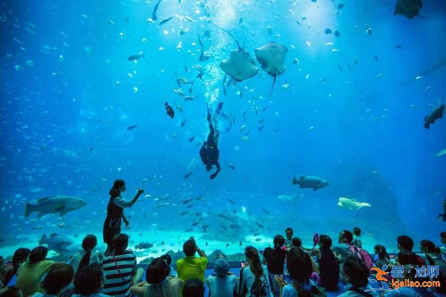 【門票】南昌萬達海洋樂園門票多少錢，南昌萬達海洋樂園門票價格？